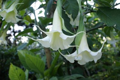 Engelstrompete "Engelsglöckchen" im 5 Liter Kübel eine große Pflanze mit Knospen