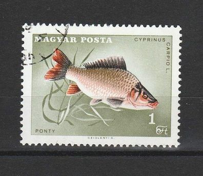 Karpfenfisch (Cyprinus) - Ungarn o