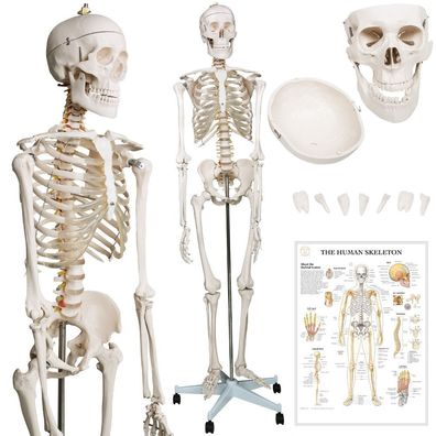 Jago® Menschliches Skelett Stativ 181,5cm Lebensgroß Anatomie Modell Lehrmodell