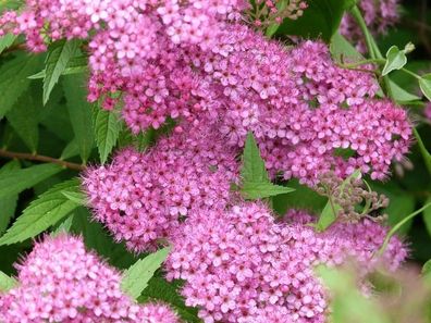 100 x Spiraea japonica ´AnthonyWaterer´ Rote Sommerspiere TOP FÜR HECKE