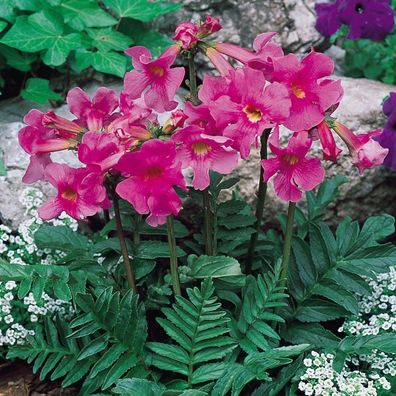 3 x Incarvillea delavayi Freilandgloxinie (Ziergras/ Gräser/ Stauden)