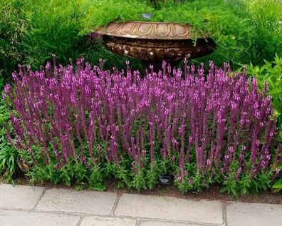 3 x Salvia nemorosa ´Sensation Pink®´ (Ziergras/ Gräser/ Stauden) Steppen-Salbei