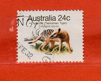 Australien - Tasmanischer Tiger (Thylacinus cynocephalus) o