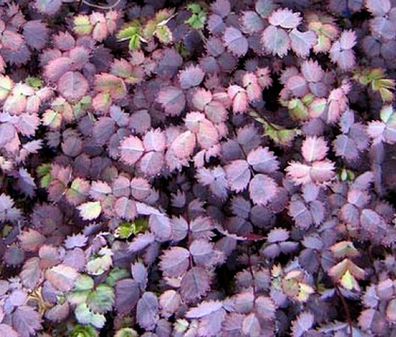 50 x Acaena purpurea Stachelnüsschen) Bodendecker