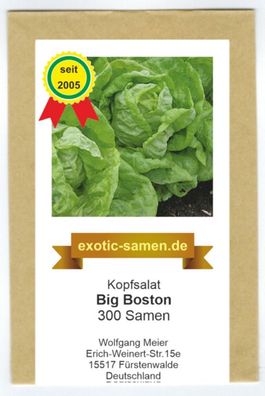 Kopfsalat - Big Boston - alte, beliebte Sorte - 300 Samen