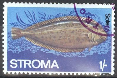 Stroma Seezunge (Fisch) gest mot948