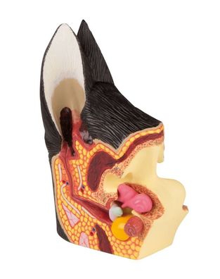 Modell Hundeohr 2 Seiten gesunde und erkrankte Anatomie, vertikal geschnitten