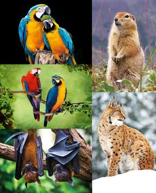 3 D Ansichtskarte Ara Fledermaus Luchs Postkarte Wackelkarte Hologrammkarte Tier