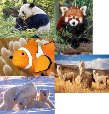 3 D Ansichtskarte Panda Lama Fisch Bär Postkarte Wackelkarte Hologrammkarte Tier