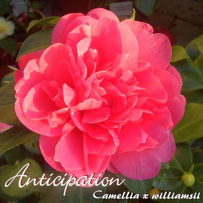 Kamelie "Anticipation" - Camellia x williamsii - 3-jährige Pflanze (10)