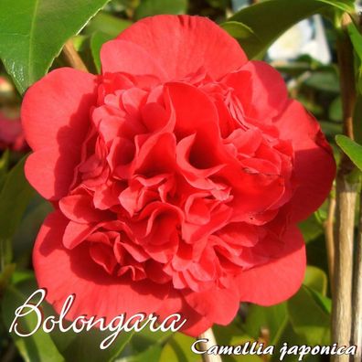 Kamelie "Bolongara" - Camellia japonica - 3-jährige Pflanze (79)