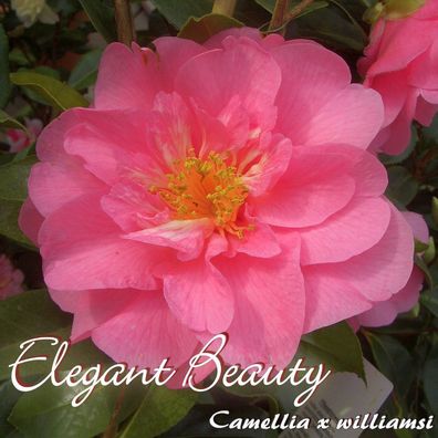 Kamelie "Elegant Beauty" - Camellia x williamsii - 3-jährige Pflanze (182)