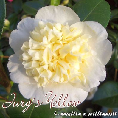 Kamelie "Jurys Yellow" - Camellia x williamsii - 3-jährige Pflanze (32)