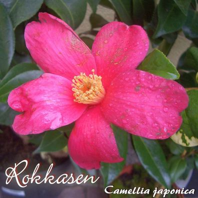 Kamelie "Rokkasen" - Camellia japonica - 3-jährige Pflanze