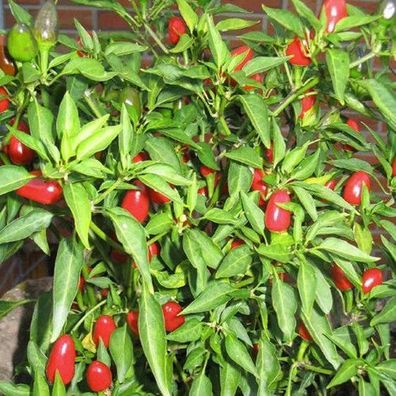 Sibirischer Hauspaprika roter Chili ideale Zimmerpflanze