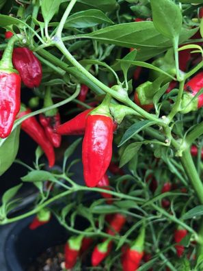 Apache rote Chili ideal als Zimmerpflanze