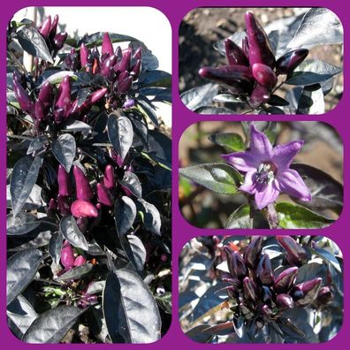 Peruvian Purple kleinbleibende Chili schwarzes Laub
