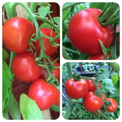Bonny Best rote Tomate alte Sorte ertragreich krankheitsresistent