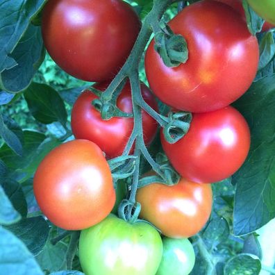 Moskwitsch rote Tomate aus Russland Moskvich für kurze Sommer