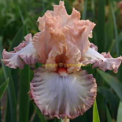 Schwertlilie Bart-Iris Cameo Minx
