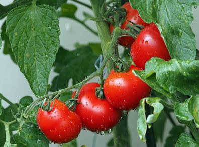 Pfarrgarten rote Tomate alte Sorte hoher Ertrag auch im Freiland