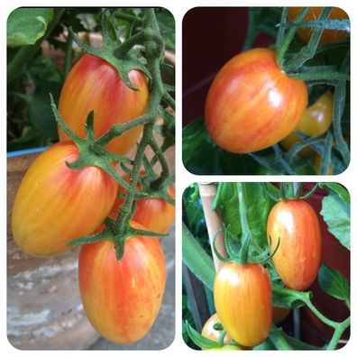 Artisan Blush Tiger gelb-pink gestreifte Tomate optisch und geschmacklich TOP