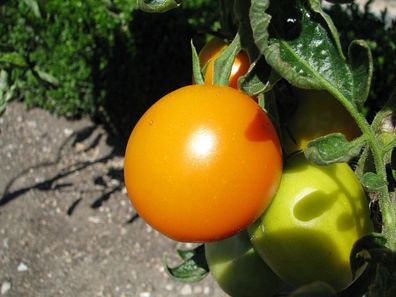 Auriga orange Tomate mit hohem Karotingehalt alte DDR-Sorte