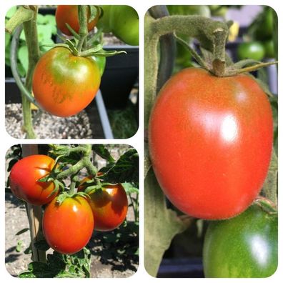 DeBerao alte Sorte rote Tomate krankheitsresistent De Berao Barao Baumtomate