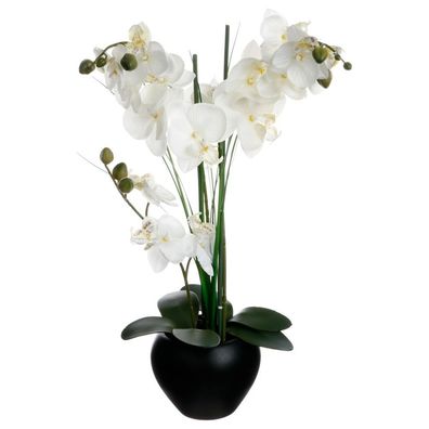 Orichidea weiß ornamental in schwarzem Topf, Atmosphera créateur d'intérieur