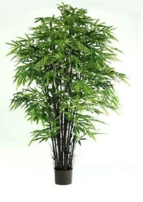 Kalkutta Bambus für drinnen Riesenbambus groß ? als Zimmerpflanzen Saatgut Deko