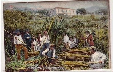 36393 Ak Madeira Cutting of Sugar Cane um 1910