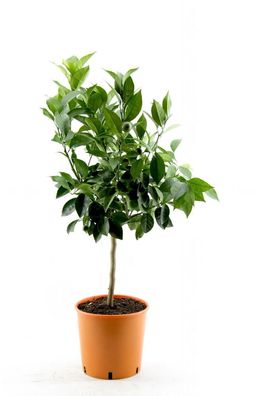 Citrus sinensis - echte Orange - Apfelsine - Pflanze 70 - 100 cm - Zitruspflanze