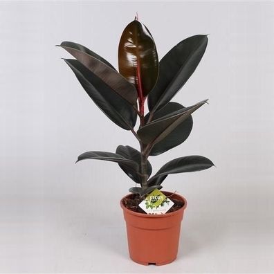 Gummibaum Ficus elastica Abidjan 40-50 cm Zimmerpflanze