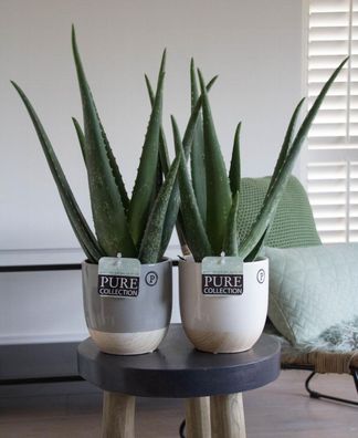 Aloe Vera Pflanze - echter Aloe Vera - Zimmerpflanze verschiedene Größen
