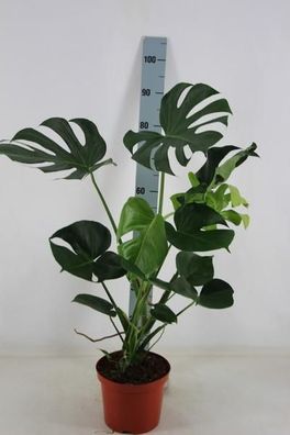 Monstera delicosa 80-90 cm Köstliche Fensterblatt Zimmerpflanze