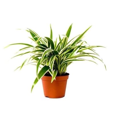 Grünlilie Chlorophytum Laxum 20 cm Luftreinigend Zimmerpflanze