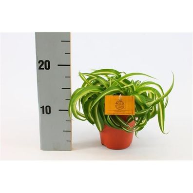 Grünlilie Chlorophytum comosum Bonnie 20 cm Luftreinigend Zimmerpflanze
