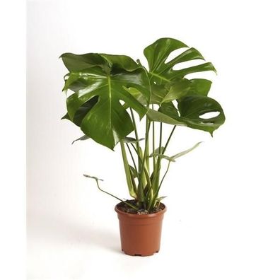 Monstera delicosa 60-70 cm Köstliches Fensterblatt Zimmerpflanze
