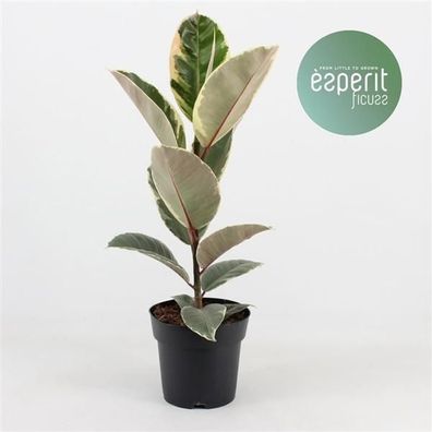 Weissbunter Gummibaum 40 cm Ficus elastica Tineke Zimmerpflanze