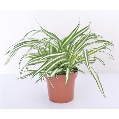 Grünlilie 25 cm Chlorophytum Atlantic Luftreinigend Zimmerpflanze