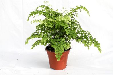Adiantum raddianum Fragrans Frauenhaarfarn Venushaar 30-35 cm Zimmerpflanze