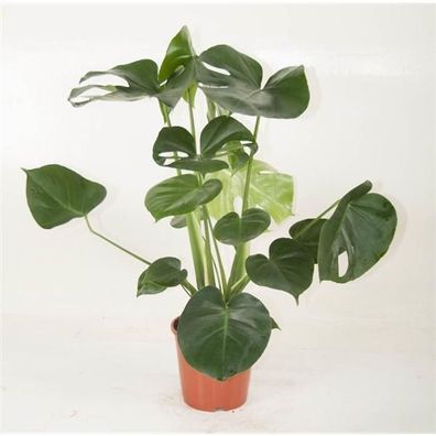 Monstera delicosa 50 cm Köstliche Fensterblatt Zimmerpflanze
