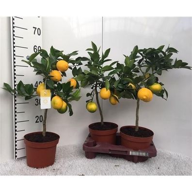 Zitronenbaum Meyer -Lisa- 30 cm ohne Früchte Citrus Meyer Lemon