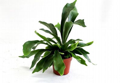 Geweihfarn 35 cm Platycerium Bifurcatum Zimmerpflanze