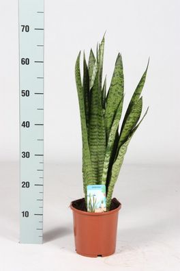 Sansevieria zeylanica 50 cm Bogenhanf bessere Raumluft Zimmerpflanze