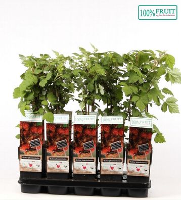 Japanische Weinbeere 60-70 cm Rubus phoenicolasius