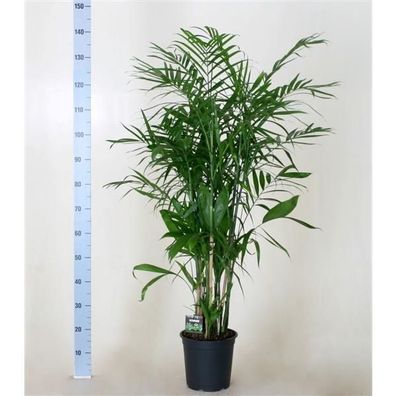 Chamaedorea seifrizii 120-140 cm Bambuspalme Zimmerpflanze Grünpflanze