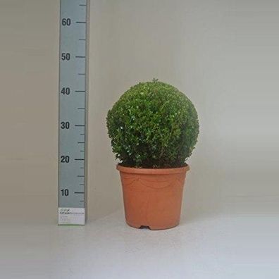Buchsbaum-Kugel 35 cm Ø Buxus sempervirens