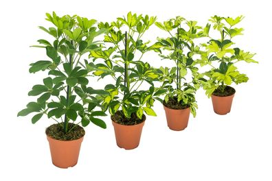 Schefflera Strahlenaralie Schefflera Zimmerpflanze Grünpflanze