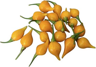 Biquinho Amarelo Chili 10 Samen - Wunderschön fruchtige Chili gelb